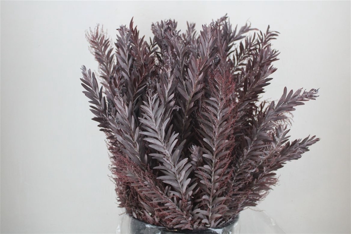 <h4>Mimosa Luna D'argento Abs Red P Bunch</h4>