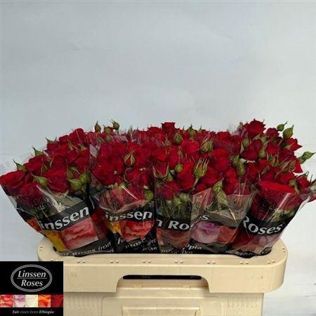 <h4>R Tr Mirabel</h4>