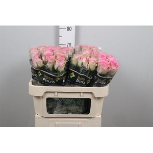 R Gr Brigitte Bardot