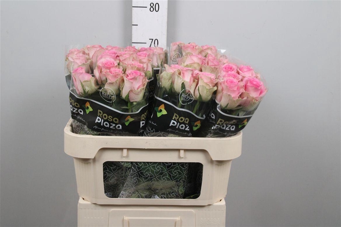 <h4>R Gr Brigitte Bardot</h4>