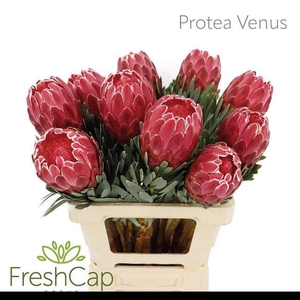PROTEA VENUS