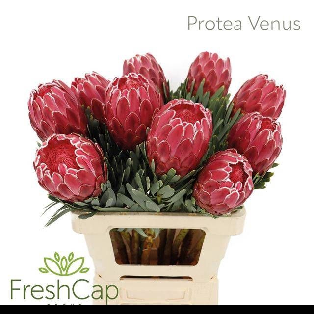 <h4>PROTEA VENUS</h4>