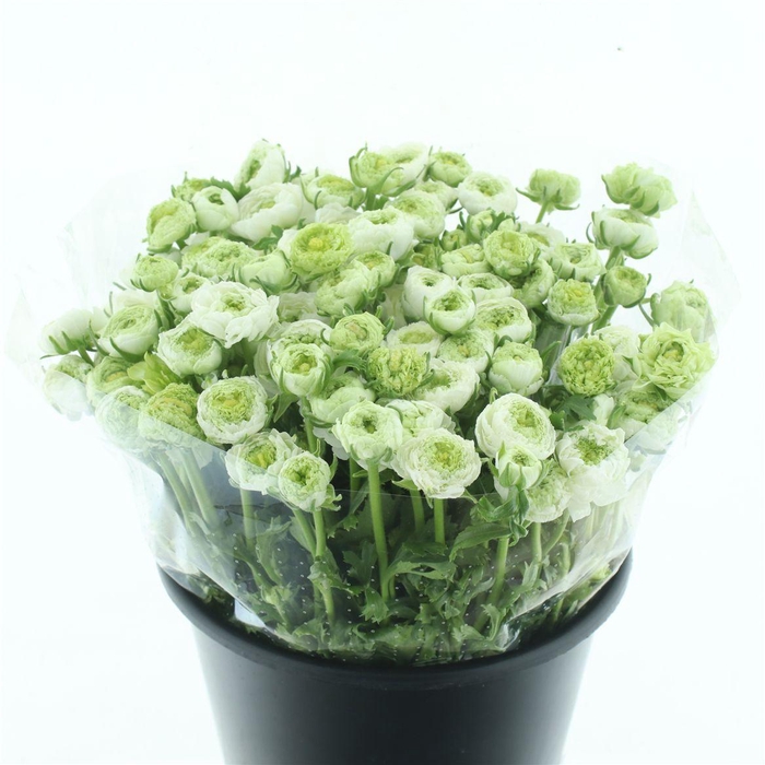 <h4>Ran Reinet White</h4>