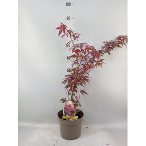 Acer palmatum 'Atropurpureum'