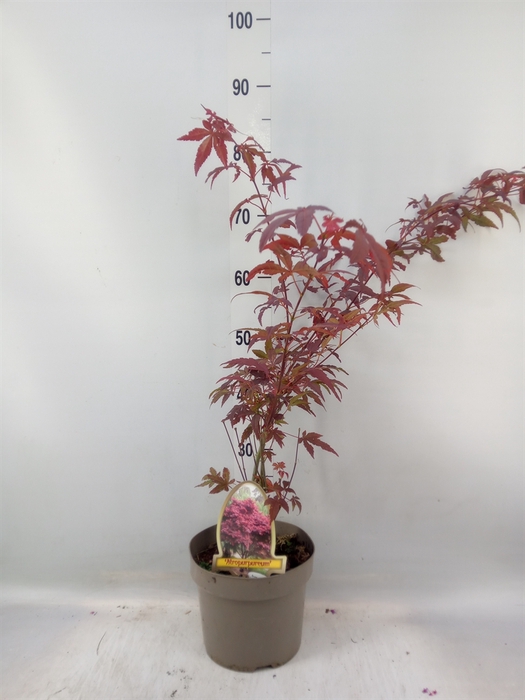 <h4>Acer palmatum 'Atropurpureum'</h4>