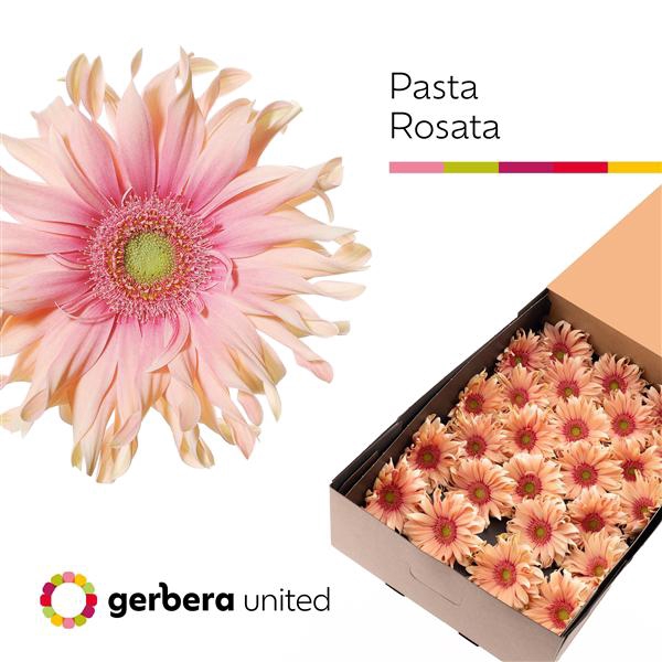 <h4>Ge Gr Pasta Rosata Box United</h4>