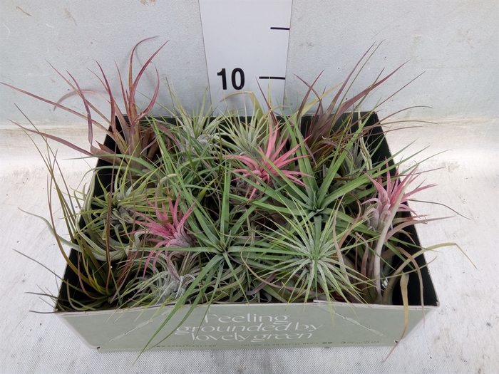 <h4>Tillandsia</h4>