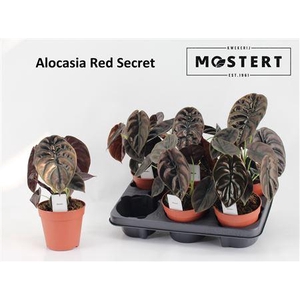 Aloc Cu Red Secret