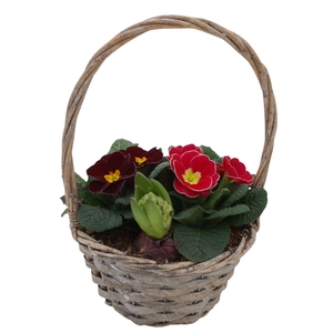 Primula Hengselmand 1x hys 2x prim 579