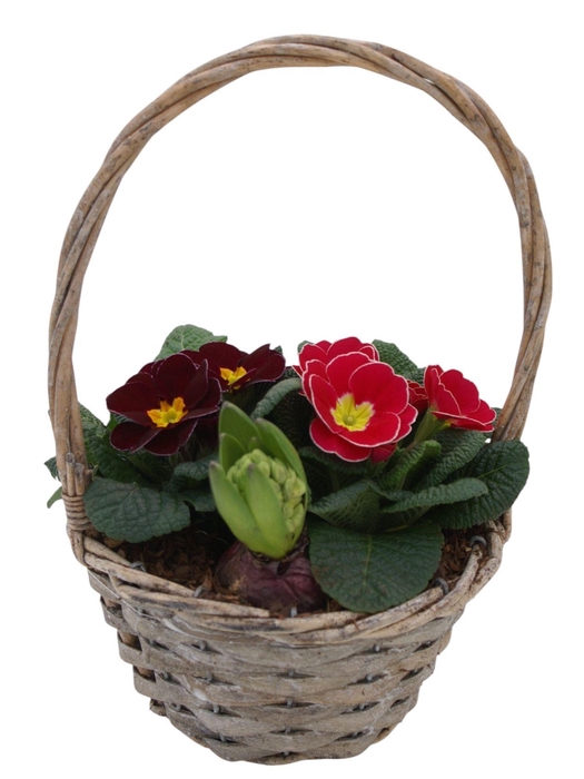 <h4>Primula Hengselmand 1x hys 2x prim 579</h4>