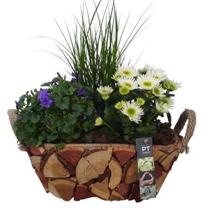 PTSO6023 Arrangement Summer Outdoor in houten bak