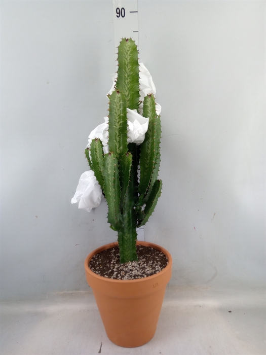 <h4>Euphorbia candelabrum</h4>