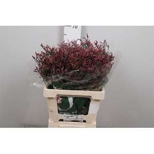 Lim Sin Scarlet Diamond