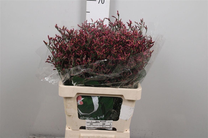 <h4>Lim Sin Scarlet Diamond</h4>