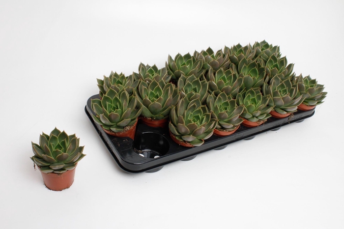 <h4>Echeveria Mexico</h4>