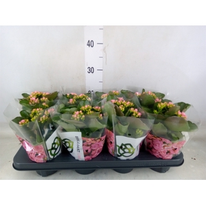 Kalanchoe  'MoreFlow Lillian'