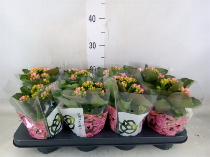 <h4>Kalanchoe  'MoreFlow Lillian'</h4>