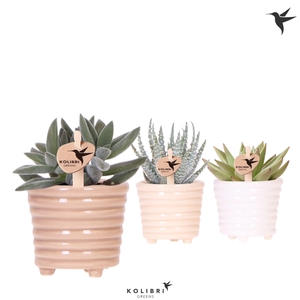 Kolibri Greens Succulenten mix in Ring pot mix