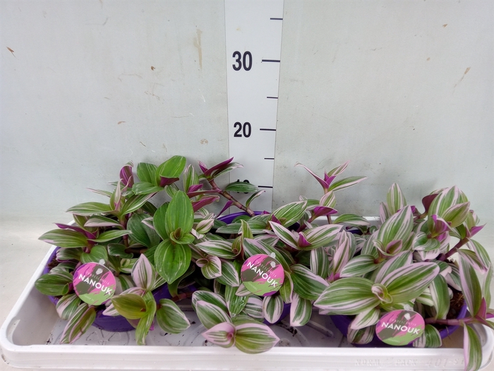 <h4>Tradescantia albif. 'Nanouk'</h4>