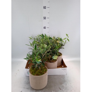 Arr.   Tuinplanten H%