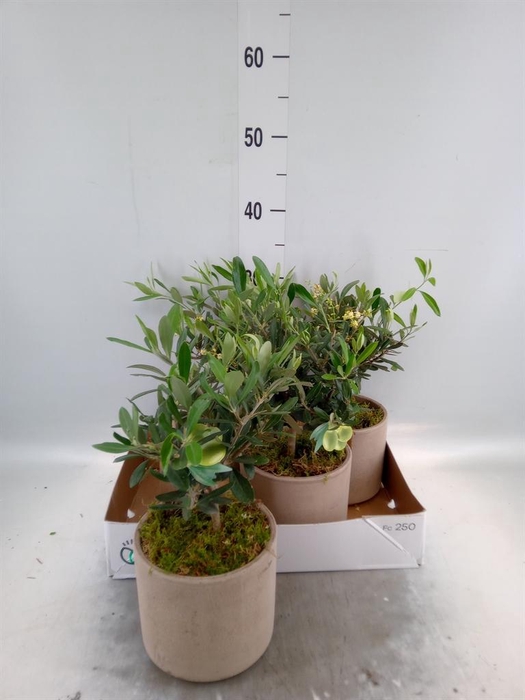 <h4>Arr.   Tuinplanten H%</h4>