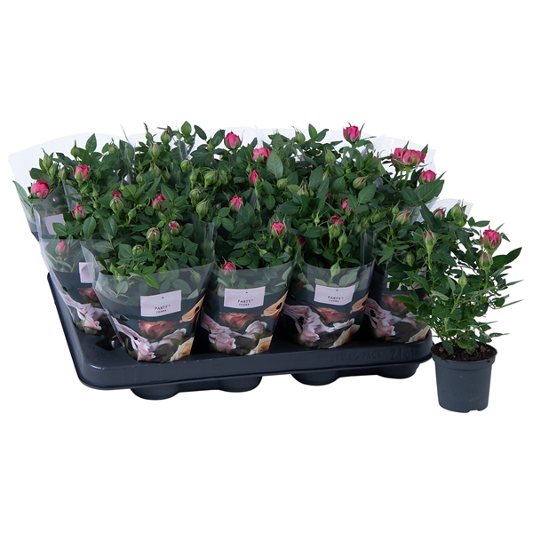 <h4>Nolina Roses Ø 7 cm Pink</h4>