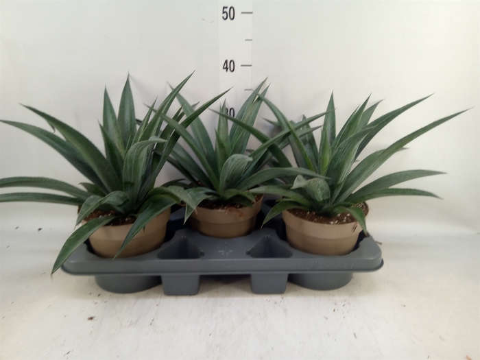 <h4>Agave americana</h4>