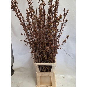 Prunus Serrulata P Stem