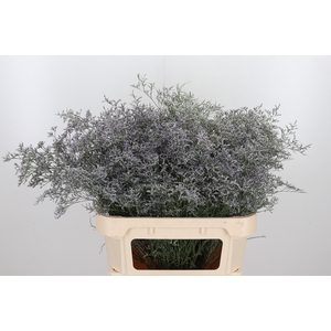 Limonium Beltlaard