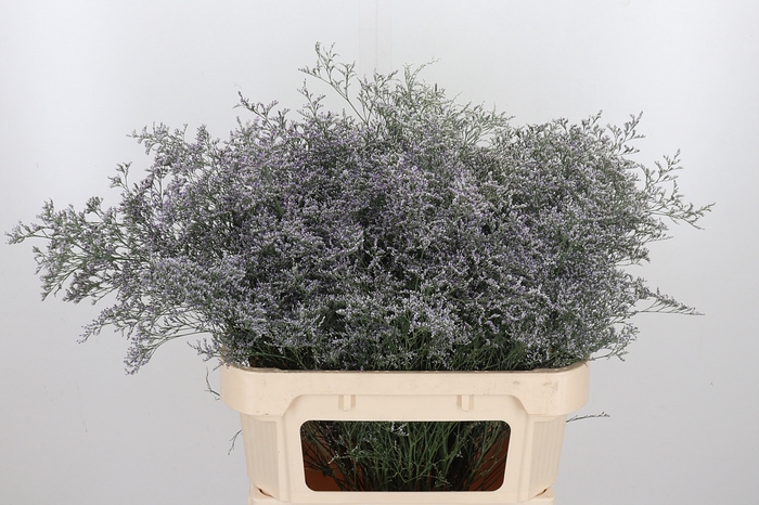 <h4>Limonium Beltlaard</h4>