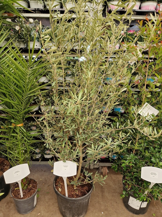 <h4>OLEA EUROPAEA</h4>