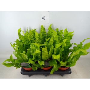 Asplenium nidus 'Crispy Wave'
