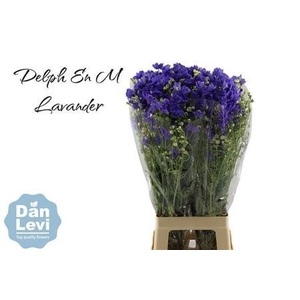 Delph En Morpho Lavender