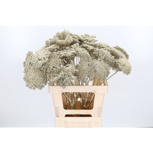 Ammi Zaad Kl Bh Platina