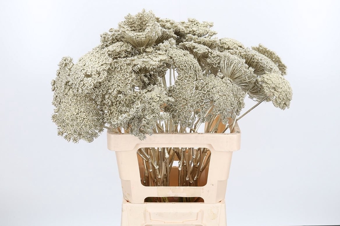 <h4>Ammi Zaad Kl Bh Platina</h4>