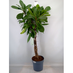 Ficus cyathistipula