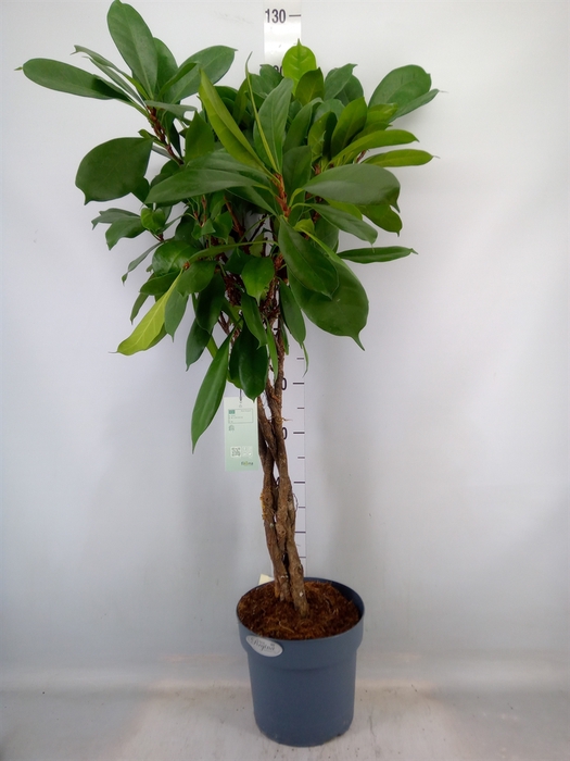 <h4>Ficus cyathistipula</h4>