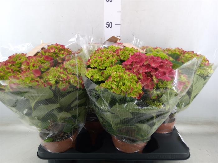 <h4>Hydrangea mac. 'Hi Tornado'</h4>