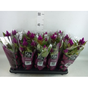 Celosia spic. 'Deep Purple'