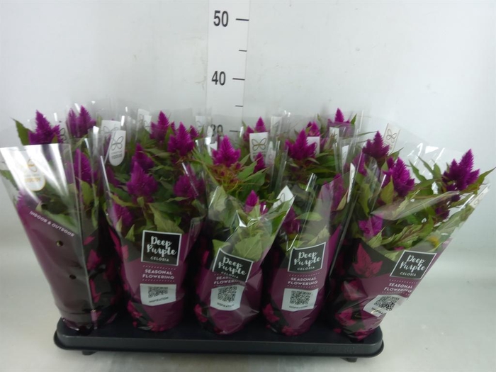 <h4>Celosia spic. 'Deep Purple'</h4>