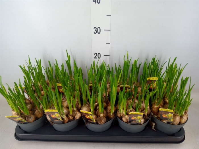 <h4>Narcissus   ...</h4>