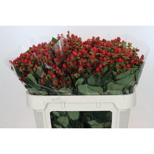 Hypericum Magical Triumph