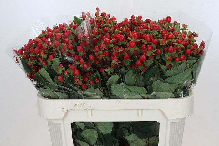 <h4>Hypericum Magical Triumph</h4>