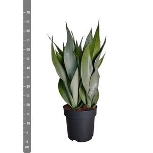 Sansevieria Moonshine