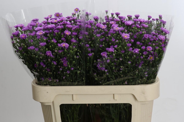 <h4>Aster Casarosa</h4>