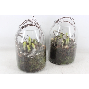 arr4 Narcis MB - Glas Roma  x5