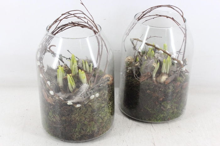 <h4>arr4 Narcis MB - Glas Roma  x5</h4>