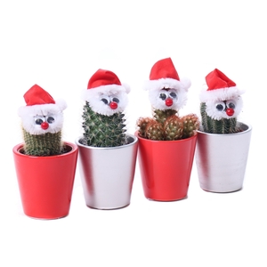 Cactus 5,5 cm kerstman in zilver en rood keramieke pot