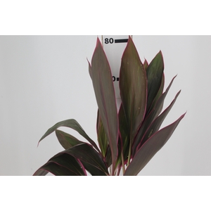 FOLHAGEM DRACENA BABY PINK