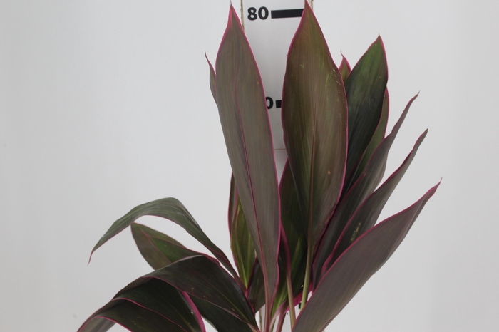 <h4>FOLHAGEM DRACENA BABY PINK</h4>